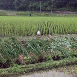 畦畔のウミネコ