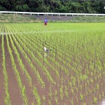 田車除草のときもウミネコが