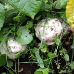 モリアオガエルの卵？