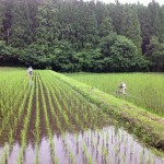 田んぼの中に入り、エンジン付きの田車で畝間を除草します