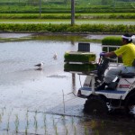 田植え