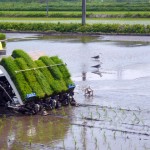 田植え