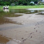 ウミネコの足跡