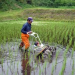 田車で田んぼの除草
