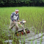 自然栽培田の除草
