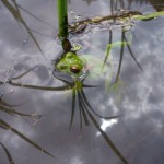 モリアオガエル？