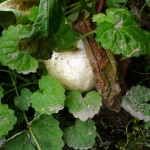 モリアオガエルの卵？