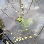 モリアオガエル？