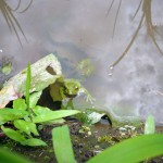 モリアオガエル？