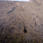 モリアオガエル？のオタマジャクシ