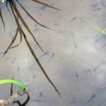 オタマジャクシ