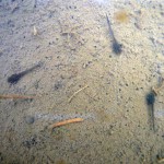 オタマジャクシ