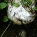 モリアオガエルの卵？