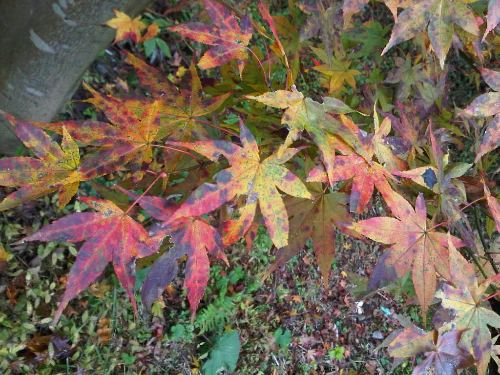 IMG-20111031-00286