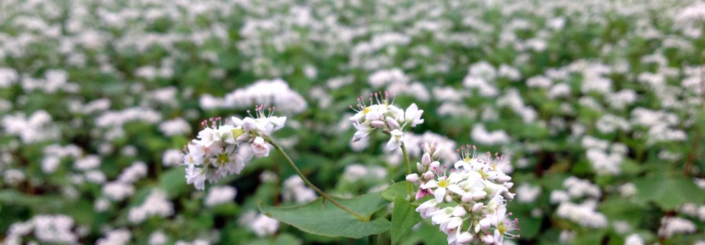 sobaflower